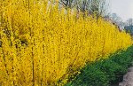 Форзиция промежуточная жёлтая (в тубе)