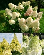 Гортензия метельчатая Кендллайт (в тубе)
