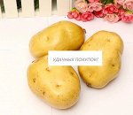 КАРТОФЕЛЬ