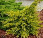 Можжевельник китайский Куривао Голд