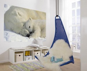 Polar Bears  NG