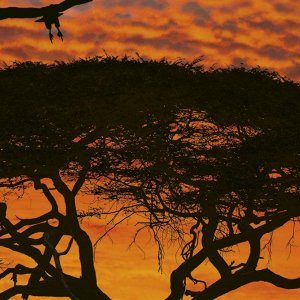 African Sunset