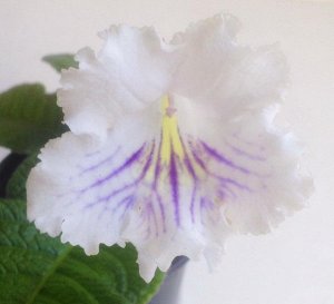 Белый Слетела этикетка. Сортовой, похож по форме и размеру цветка на селекцию Клещинского. Крупные белые цветы с волнистым краем, жёлтым горлом и синими лучами из него.