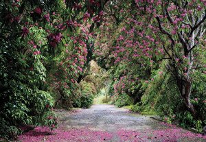 Wicklow Park