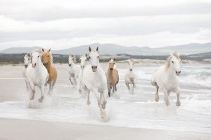 White Horses