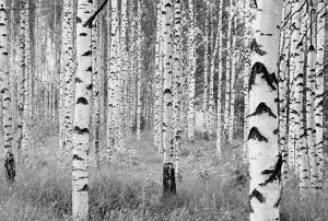 Woods 368 x 248 cm на флизелиновой основе
