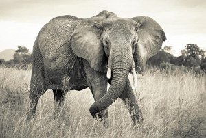 Elephant 368 x 248 cm на флизелиновой основе