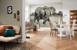 Elephant 368 x 248 cm на флизелиновой основе