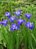 +Sibirica Regency Belle