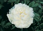 Duchesse de Nemours