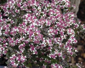 Aster lateriflorus