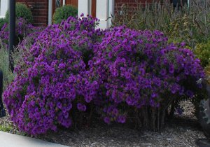 Aster novae-angliae