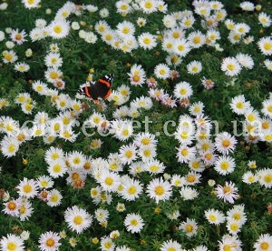 Aster dumosus