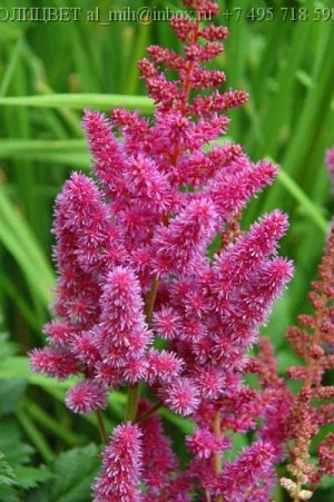 Astilbe arendsii