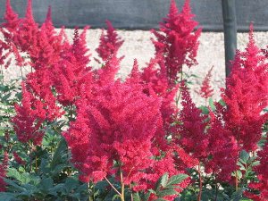 Astilbe  arendsii