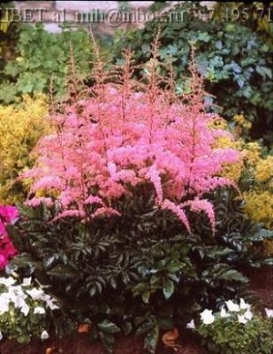 Astilbe arendsii