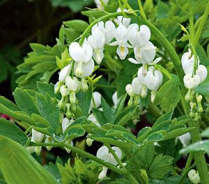 Dicentra spectabilis