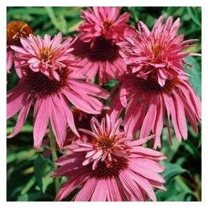 Echinacea    purpurea