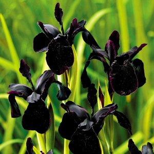 Iris chrysographus