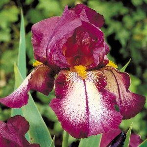 Iris germanica