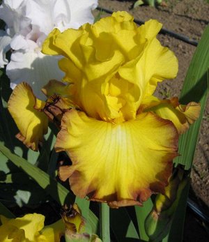 Iris germanica