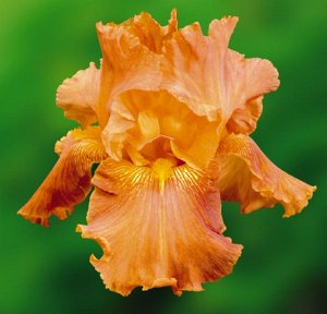 Iris germanica