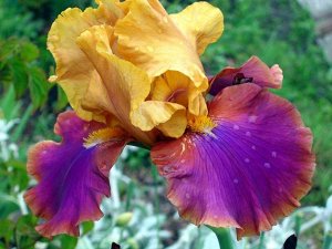Iris germanica