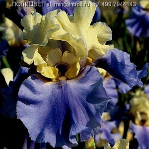 Iris germanica