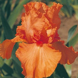 Iris germanica