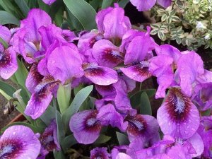Iris pumila