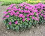 Monarda