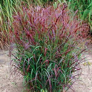 Panicum virgatum