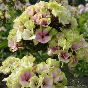Phlox paniculata