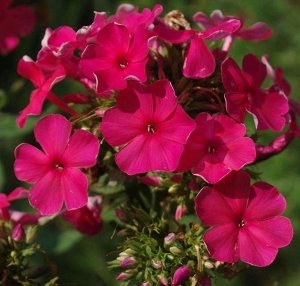 Phlox paniculata