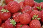 Земляника садовая Вима Кимберли (Кимберли) (Р9)
