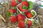 Земляника садовая Дарселект (Р9)