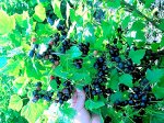 Смородина черная