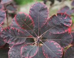 Скумпия кожевенная Royal Purple