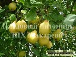 Приморская красавица 1 летка