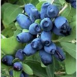 Жимолость камчатская Земляничная (в тубе)