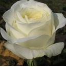 Анастасия Самая крупная из белых роз. Бутон как тюльпан – узкий, высокий (8-10см), махровый. Высота куста 90-100см. Колючесть средняя. Лист тёмный. Цветение обильное. Зимостойкость высокая.