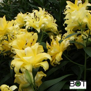 EXOTIC SUN Группа лилий: ОТ. Цвет Yellow. Double (махровые)