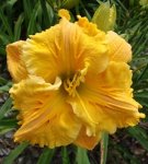 Hemerocallis