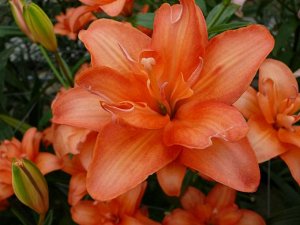 СЕВ LATTE Группа лилий: AZ. Цвет Orange. Double (махровые)