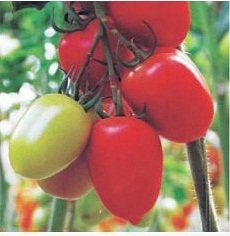 Семена помидоры