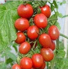 Семена помидоры