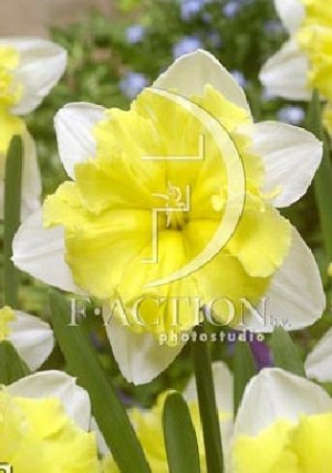 Нарцисс (сплит) коронка светло-желтая, околоцветник белый Высота: 45см