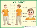 Строение тела человека. My body. Наглядное пособие по английскому языку для начальной школы