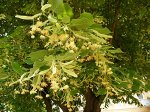 Липа медовая широколистная (высота 15-50см)