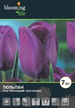 Тюльпан простой поздний Блю Эмэйбл